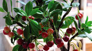 Aldi in cherry tree avenue, dover. Aldi To Sell Irish Grown Native Trees Connaught Telegraph