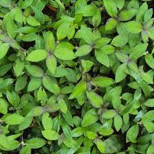 Image result for Spermacoce ocymoides