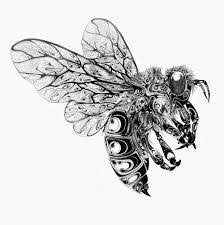 Black And White Insect Drawings Steampunk Insects Drawing Google Search Pchelinnoe Iskusstvo Iskusstvo Iz Nasekomyh Nasekomye