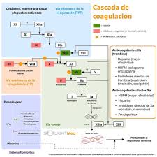 Cascada De Coagulacion Fuente Spotlightmed Facebook Membrana Basal Bioquimica Hematologia