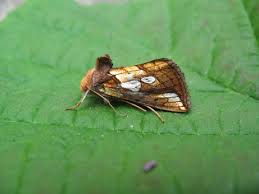 Image result for Plusia putnami