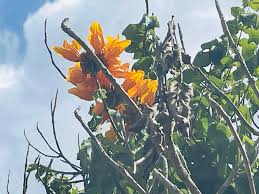 Image result for Carvalhoa campanulata