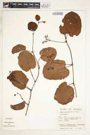 Image result for Ampelocissus multistriata