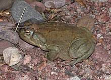 The toad can secrete toxins from the parotoid glands located under the jaw. Colorado River Toad Wikipedia