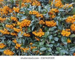 Image result for Pyracantha coccinea golden charmer