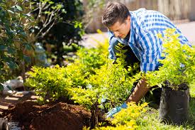 Beginner low-maintenance landscaping tips to freshen your yard | Edina Realty