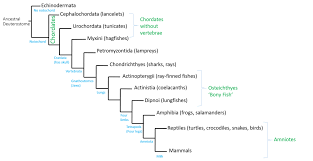 Animals Vertebrates Biology 1520