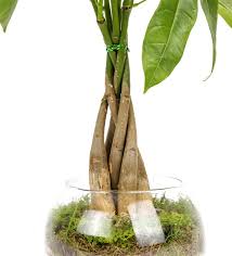 Su vermeden önce toprağının kontrol edilmesi ve kuru değil de nemliyse. Dekorasyonda Para Agaci Bonsai