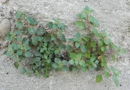 Image result for Parietaria