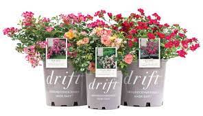 Maybe you would like to learn more about one of these? Drift Rose Care Colors And Landscape Ideas Plantingtree