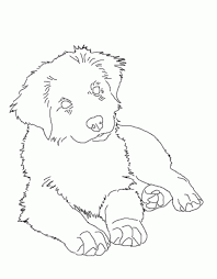 Ideas to your friends and family via your social media account. Australian Shepherd Coloring Page Dog Coloring Page Dog Drawing Australian Shepherd
