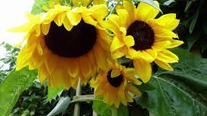How to grow sunflower as a business | agribusiness how it works. Sunflowers How To Plant Grow And Care For Sunflower Plants The Old Farmer S Almanac