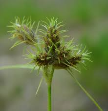 Image result for Fuirena pubescens