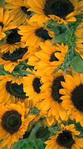 Above The Sky Campi Di Girasole Sfondi Carta Da Parati Girasole Puoi scaricare gratuitamente girasole immagini png con sfondi trasparenti dalla più grande collezione su pngtree. campi di girasole sfondi carta da