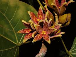 Image result for Pterygota