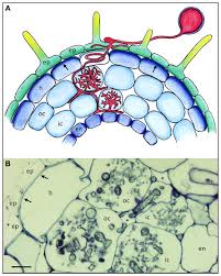 They are not attached to the cell walls but float in the cytoplasm. Frontiers The Role Of The Cell Wall Compartment In Mutualistic Symbioses Of Plants Plant Science