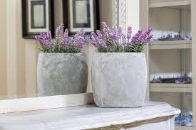The plants are very easy to grow from seed, reaching 4 feet or more in height. Growing Lavender Indoors Hgtv