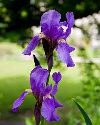 Did You Know The Croatian National Flower Is Iris Iris Croatica Is A Bearded Iris Plant Iris Flowers Plants