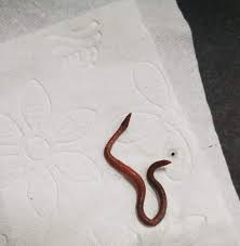 Wurm In Toilette Stuhl Natur Und Umwelt Parasiten Regenwurm