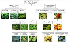Pin On Konos 1 Pt Plant Growth Gardening Or Plant Flower And Tree Classification Science