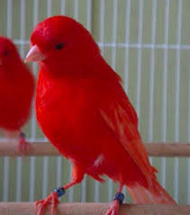 Canaries For Sale Canary Birds Rare Birds Birds For Sale