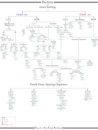 microbiology unknown lab flowchart bedowntowndaytona com