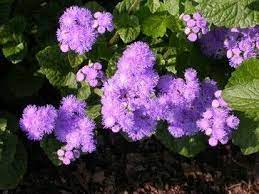 7 Deer Resistant Flowers Deer Resistant Flowers Deer Resistant Plants Missouri Botanical Garden