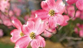 It is also used as a specimen tree or can be planted in small. Spring Flowering Trees Mahoney S Garden Center