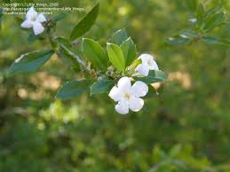 Image result for Freylinia