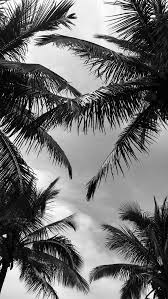 25 Awesome Black And White Wallpaper Photography For Iphone Free Download In 2020 Black Aesthetic Wallpaper Tree Wallpaper Iphone Black And White Picture Wall