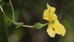 Image result for Momordica pterocarpa