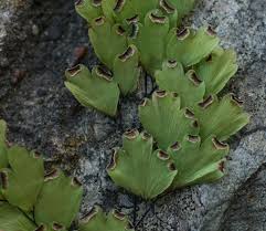 Image result for Adiantum capillus-veneris