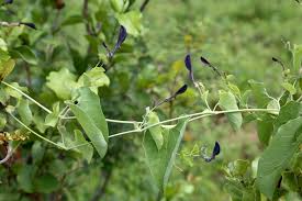Image result for Aristolochia albida