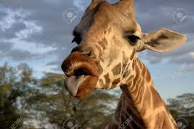 We did not find results for: Giraffe With Tongue Sticking Out Stock Photo Picture And Royalty Free Image Image 84007112