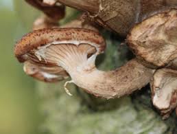 Image result for Bulbostylis hensii