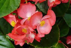Pink Begonia Flowers Wallpapers Hd Wallpapers Backgrounds Of Your Choice Flower Wallpaper Flowers Begonia