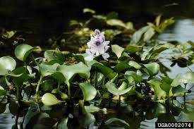 Image result for Pontederia crassipes