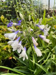Image result for Agapanthus