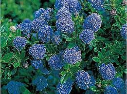 bildergebnis fur sackelblume blue mound ceanothus blue mound garten pflanzen straucher garten