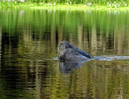 Exact change is necessary when paying with cash when entering the park through the main gate and through the north gate off myakka road. Florida Parks 5 Reasons To Visit Myakka State Park News Sarasota Herald Tribune Sarasota Fl