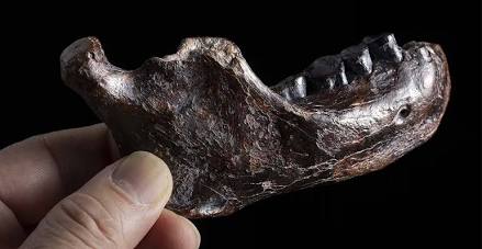 The Xiahe jawbone from Tibet, linked to Denisovans via protein analysis, AI generated