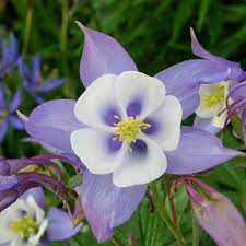 It is a lovely flower with a scented aroma that attracts butterflies, bees. Blue Columbine Seeds Flower Seeds In Packets Bulk Eden Brothers