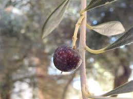 Swan hill olive tree arizona. Find Trees Learn University Of Arizona Campus Arboretum