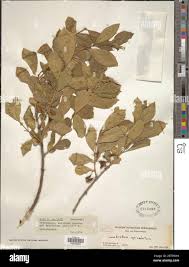 Image result for Combretum apiculatum