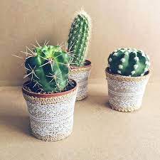 Maybe you would like to learn more about one of these? Mini Cactus Para Regalar En Vuestra Boda