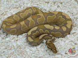 Pin By Osmar Rosini On Snakes Pet Snake Ball Python Ball Python Morphs