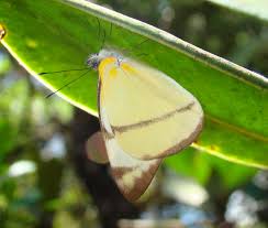 Image result for Salacia leptoclada