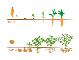 We did not find results for: Freshpoint Root Vegetables And Tubers