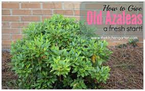 Frequently water the plants you cut back to encourage a flush of suckers from the stumps. How To Prune Azaleas Give Old Plants New Life The Kitchen Garten