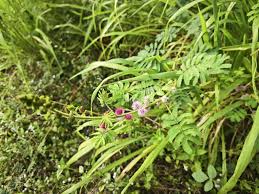 Image result for Mimosa invisa